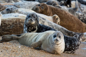 Каспійське ущільнення (нерв) Каспійське ущільнення (нерв)